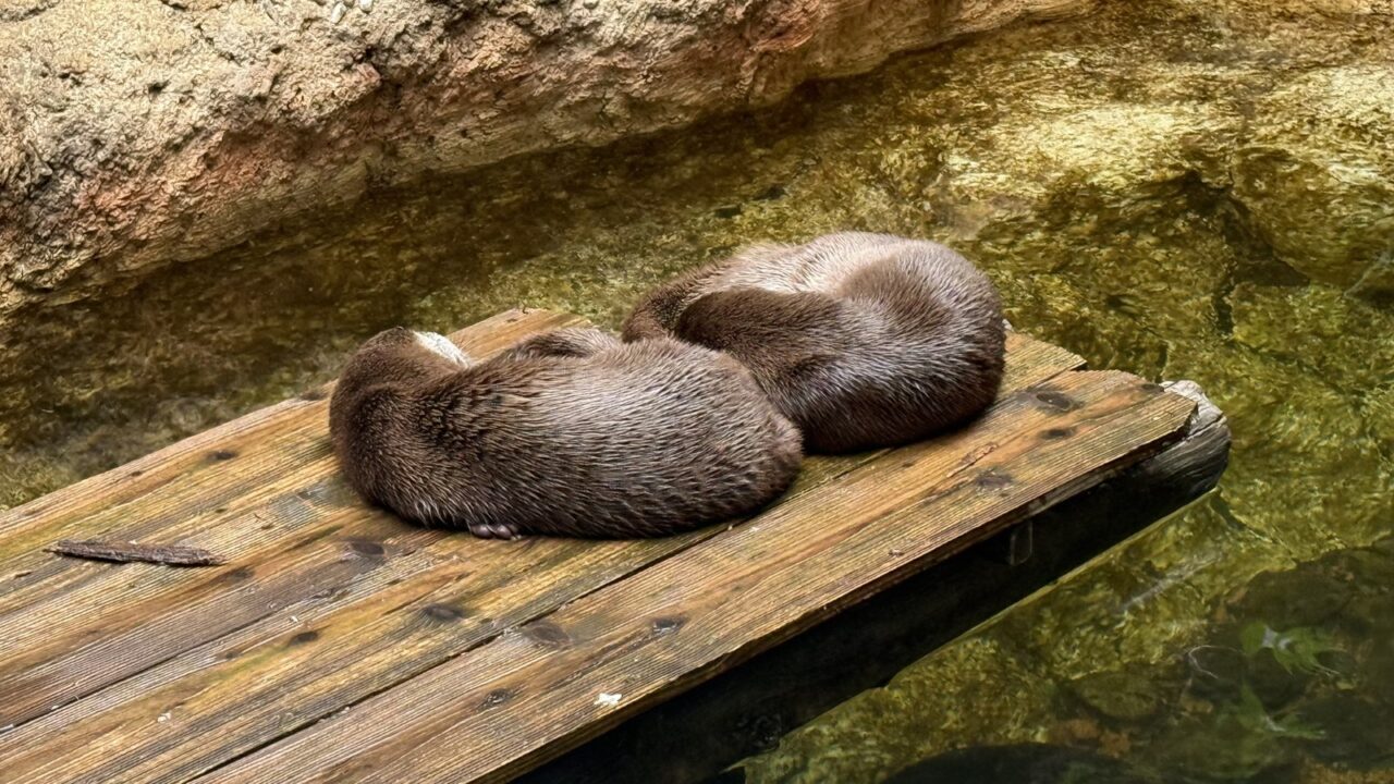 丸まって寝ているカワウソ。動物園ではよくある光景